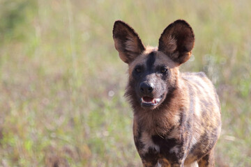 Fototapeta premium Afrikanischer Wildhund / African wild dog / Lycaon pictus.