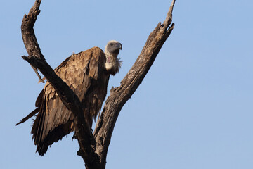 Weißrückengeier / White-backed vulture / Gyps africanus