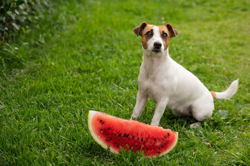 Jack russell terrier dog eating watermelon on the green lawn