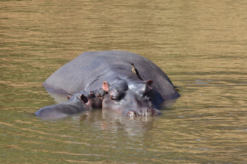 Fototapeta premium Flußpferd und Rotschnabel-Madenhacker / Hippopotamus and Red-billed oxpecker / Hippopotamus amphibius et Buphagus erythrorhynchus..