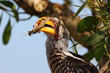 Südlicher Gelbschnabeltoko / Southern yellow-billed hornbill / Tockus leucomelas