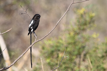 Schachw&uuml;rger / Long-tailed shrike - Magpie shrike / Lanius schach.