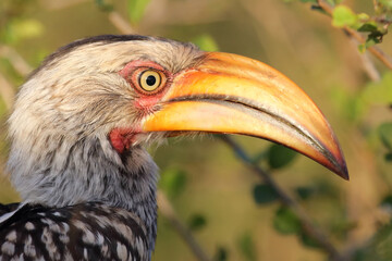 Südlicher Gelbschnabeltoko / Southern yellow-billed hornbill / Tockus leucomelas