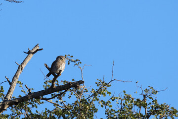 Perl-Sperlingkauz / Pearl-spotted owlet  / Glaucidium perlatum