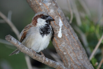 Hausspatz / House sparrow / Passer domesticus