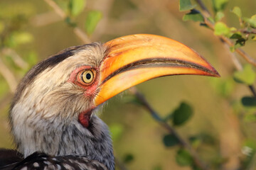 Südlicher Gelbschnabeltoko / Southern yellow-billed hornbill / Tockus leucomelas © Ludwig