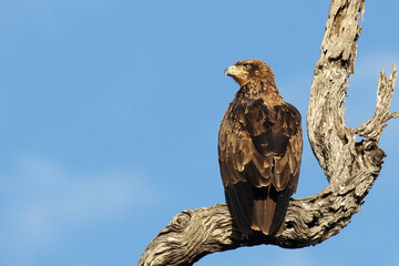 Wahlbergsadler / Wahlberg's  eagle / Aquila wahlbergi