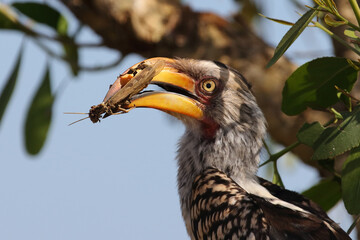 Südlicher Gelbschnabeltoko / Southern yellow-billed hornbill / Tockus leucomelas