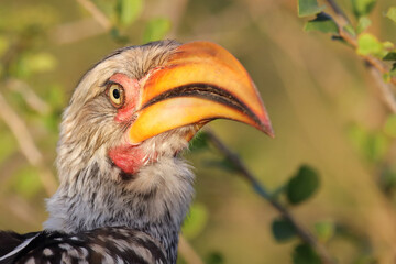 Südlicher Gelbschnabeltoko / Southern yellow-billed hornbill / Tockus leucomelas