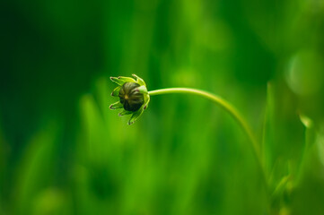 Coreopsis flower bud on blurred green background