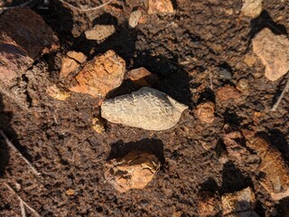 Marine Animal Fossil in the Former Excavation of Coal Mine in South Kalimantan