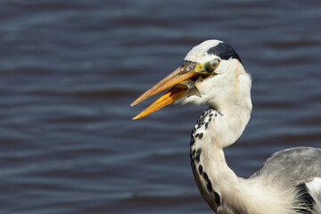 Afrikanischer Graureiher / Grey heron / Ardea cinerea...