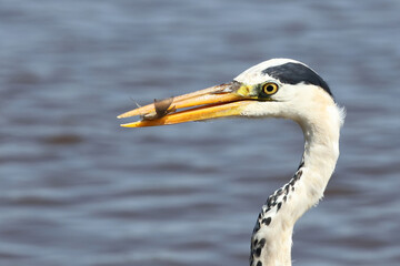Afrikanischer Graureiher / Grey heron / Ardea cinerea...