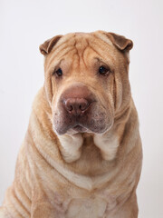Shar Pei on white background. The dog smiles, funny face
