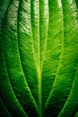 Large textured green plant leaf, natural summer background, fresh green plant.