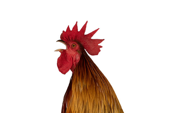 Red Rooster Close Up Picture. Red Rooster bawls. isolated image on white background