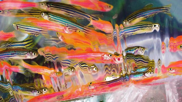 Close up static shot of Danio fish in plastic bag for sale
