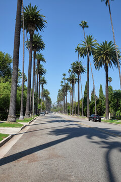 the famous palm tree street in beverly hills, between north santa monica boulevard and sunset boulevard avenues, los angeles, california