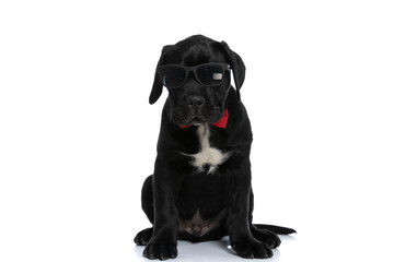 cool seated cane corso dog wearing sunglasses and bowtie
