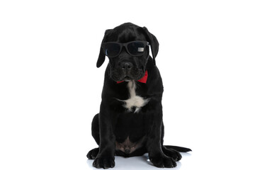 Obraz premium cool seated cane corso dog wearing sunglasses and bowtie