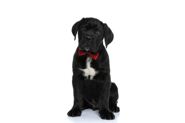 cute seated cane corso dog wearing a red bowtie