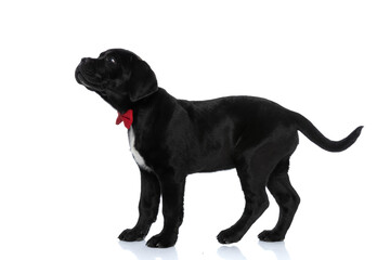 beautiful cane corso dog wearing a red bowtie
