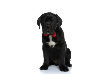 Obraz premium cane corso dog feeling sleepy and wearing a red bowtie