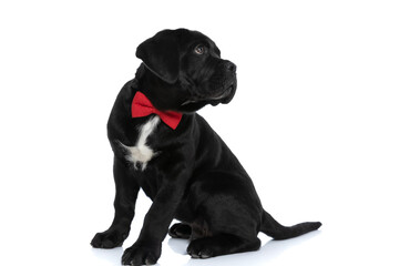 Obraz premium sweet cane corso dog looking over shoulder