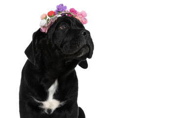 cute cane corso puppy looking up to side