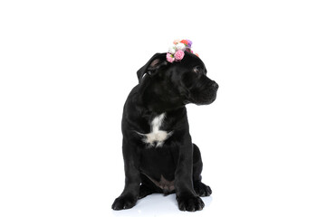 cute cane corso puppy sitting and looksing to side while wearing flowers headband