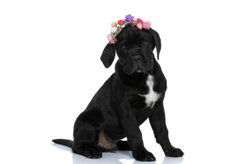 seated cane corso dog wearing a bandana with flowers