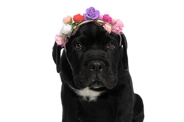 adorable cane corso wearing flowers headband and looks at the camera