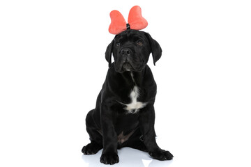 adorable cane corso dog wearing a butterfly bandana
