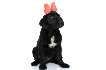 sweet cane corso dog wearing a butterfly bandana