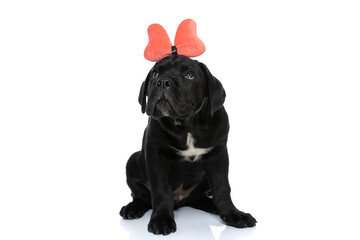 cute cane corso puppy wearing bow headband looks up