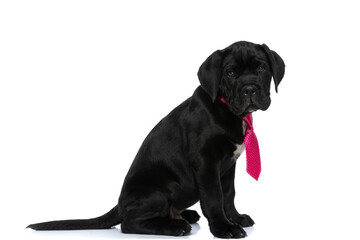 adorable cane corso dog wearing a pink tie