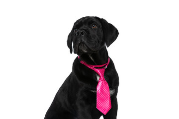 beautiful cane corso dog wering a pink tie