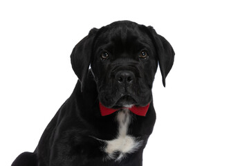 adorable cane corso dog wearing a red bowtie