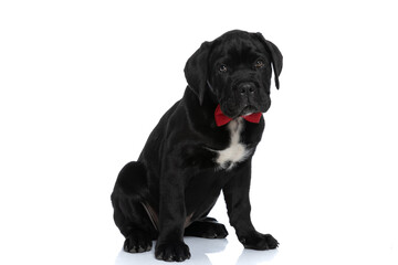 elegant cane corso dog wearing a red bowtie