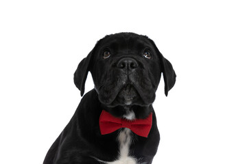 cane corso dog looking up and wearing a red bowtie