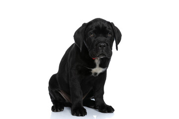 Naklejka premium adorable cane corso dog making puppy eyes