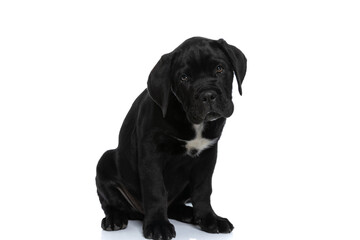 cute cane corso dog making puppy eyes at the camera