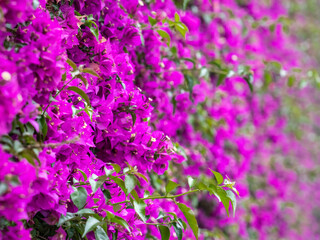 Pink Purple Flowers Blooming Background