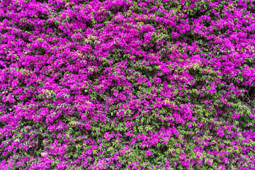 Naklejka premium Pink Purple Flowers Blooming Background