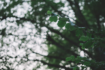 Play of light through tree branches
