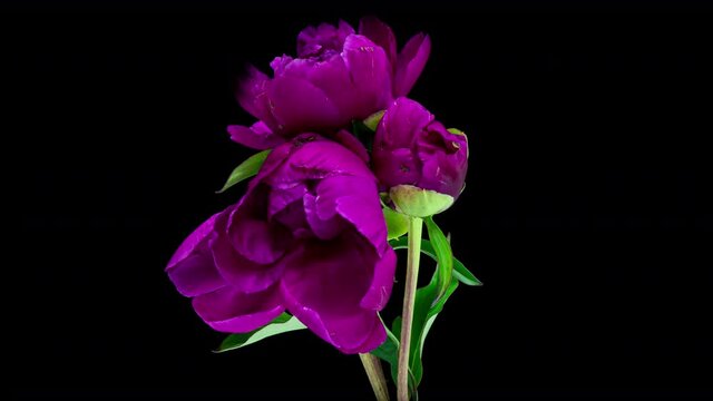 time lapse of a bunch of burgundy and blue peonies blooming on a black background. Blooming peonies flowers open, close-up. Wedding background, Valentine's Day. 4K UHD video.