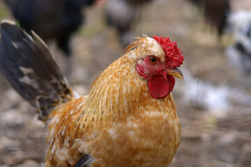rooster in the farm