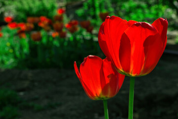Blooming garden. Red tulips (Latin: Tulipa) close up. Soft blurry background.