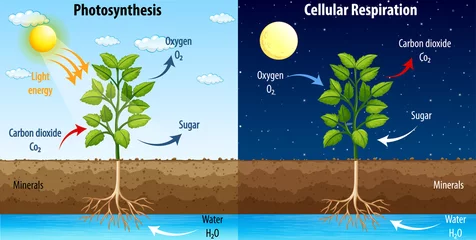 Wall murals Kids Diagram showing process of photosynthesis and cellular respiration