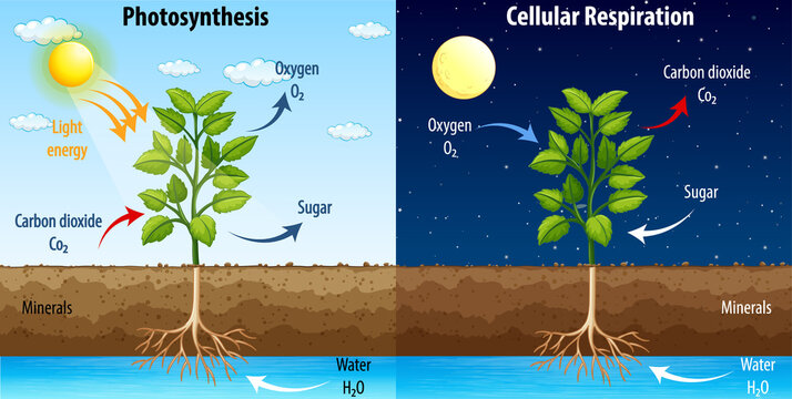 Diagram showing process of photosynthesis and cellular respiration